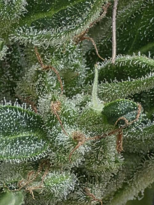 ice cream cake auto. Week 9