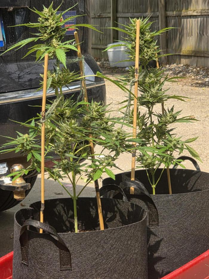 ice cream cake auto. Week 10 - they were looking awesome until the top part snapped off the main cola! (plant on the left) 