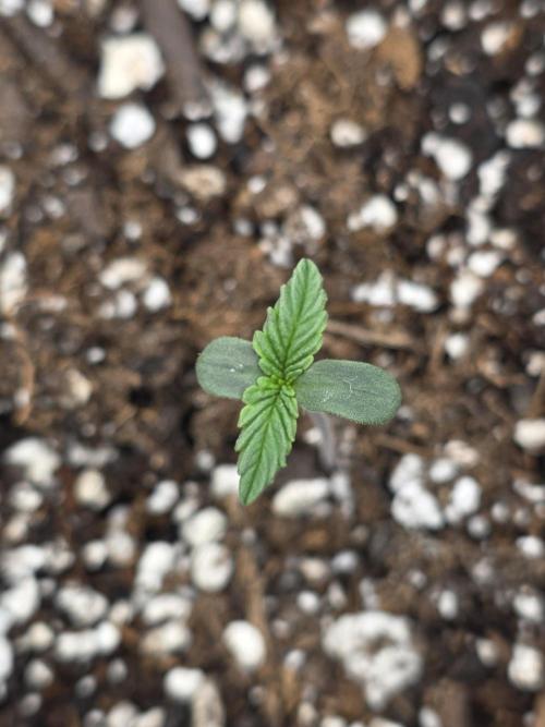 First tent grow ⛺️. Week 1