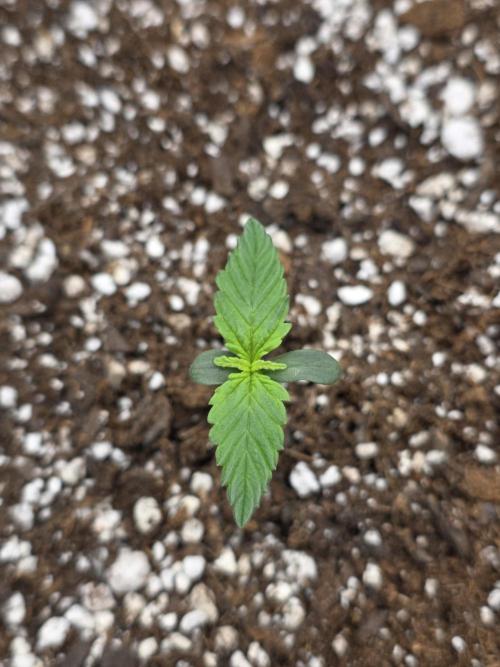 First tent grow ⛺️. Week 2