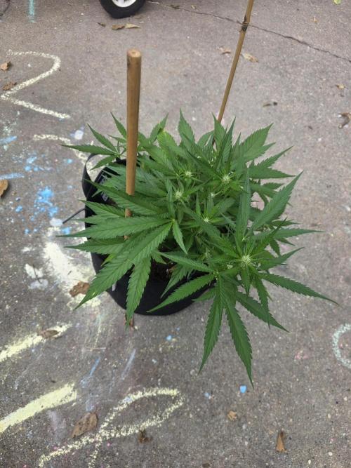 1st ever grow!. Week 8 - Just started seeing clusters of pistils, and started bloom nutes other day. 