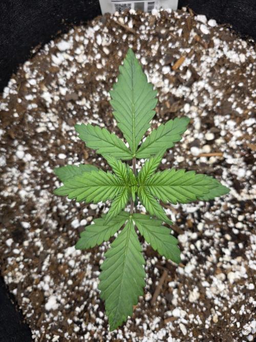 First tent grow ⛺️. Week 3 - loving the light and environment! 