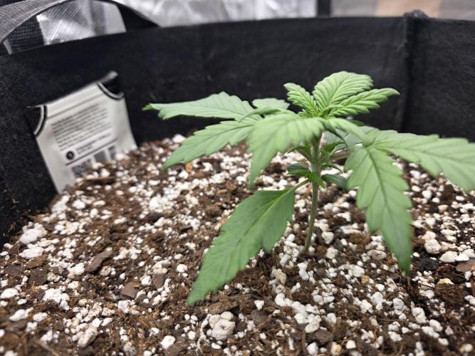 First tent grow ⛺️. Week 3 - nodes/baby leaves 