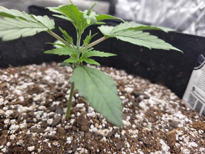 First tent grow ⛺️. Week 3 - nodes/baby leaves 