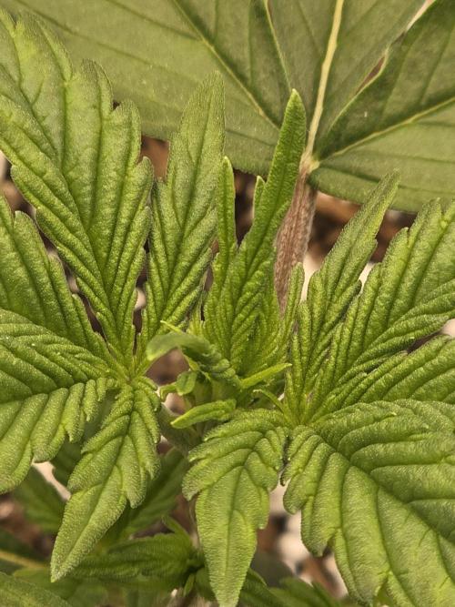 First tent grow ⛺️. Week 3 - the growth tip 