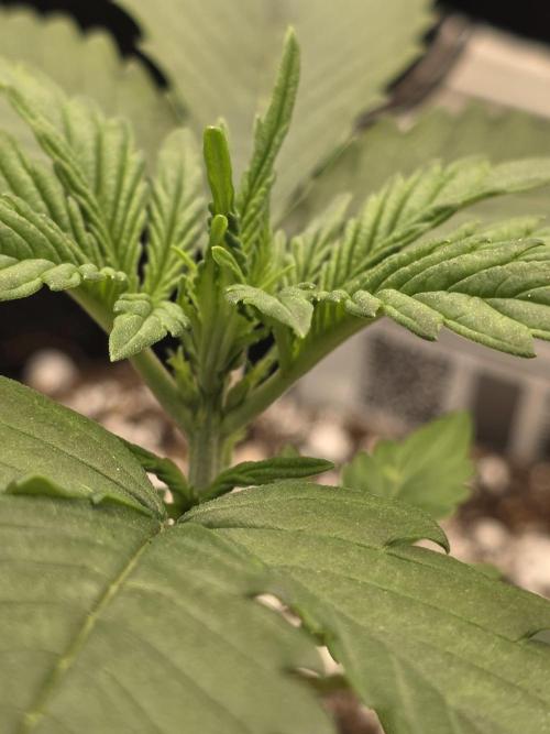 First tent grow ⛺️. Week 3 - the stem is thickening 