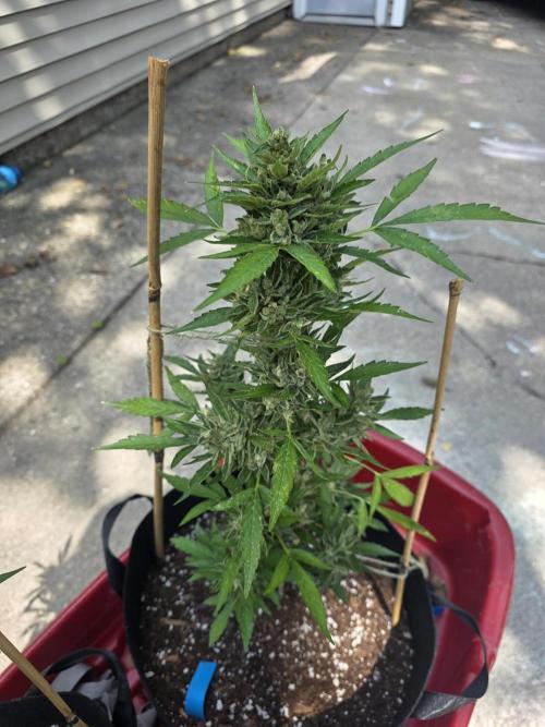ice cream cake auto. Week 11 - the big plant before harvest!! 