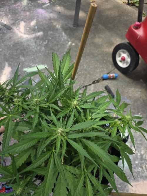1st ever grow!. Week 9 - flowering nicely! 