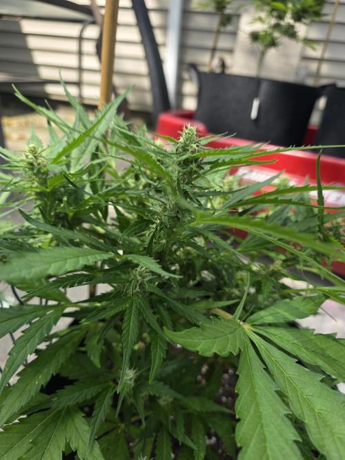 1st ever grow!. Week 9 - dense 