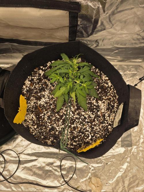 First tent grow ⛺️. Week 4 - strawberry gorilla is still pretty small. light is at 75%. hoping she catches up! 