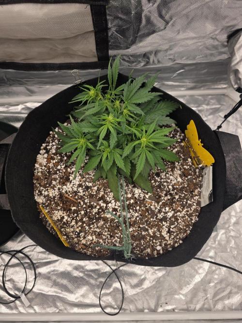 First tent grow ⛺️. Week 5 - Strawberry Rf3 is looking great! kind of smaller, more bushy and stout. excited! 