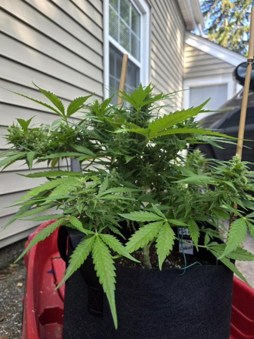 1st ever grow!. Week 11 - a nice look at the inner part of the plant. you can really see the buds! 