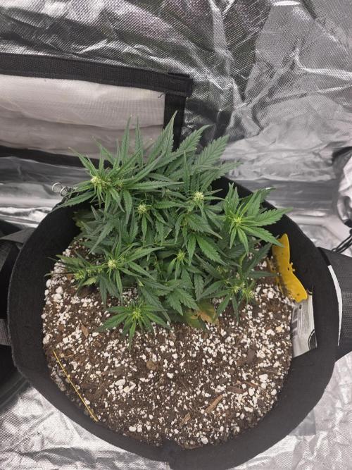 First tent grow ⛺️. Week 6 - strawberry gorilla rf3, 5 weeks old and LST. 
