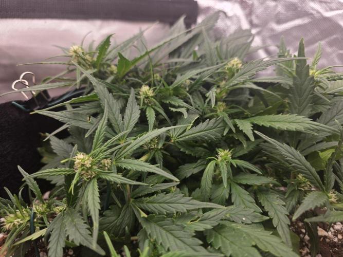 First tent grow ⛺️. Week 6 - strawberry 