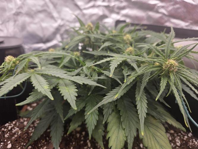 First tent grow ⛺️. Week 6 - pound cake 