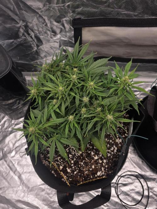 First tent grow ⛺️. Week 7 - pound cake! Definitely getting bigger! so vigorous and dense, and smells great! 
