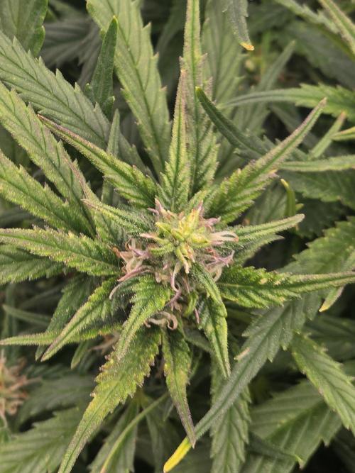 First tent grow ⛺️. Week 7 - purplish hue and sugar leaves on pound cake bud! 