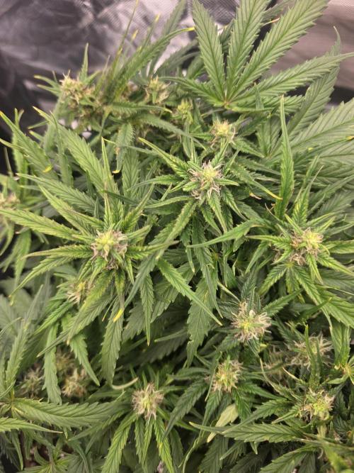 First tent grow ⛺️. Week 7 - another view od pound cake! 