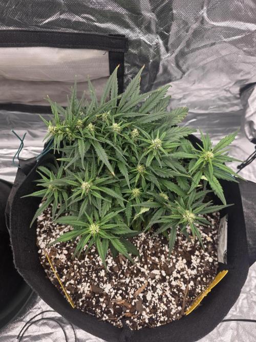 First tent grow ⛺️. Week 7 - strawberry gorilla rf3 isn't too far behind, but definitely has some more stretching to do! 