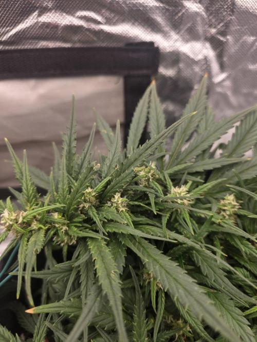 First tent grow ⛺️. Week 7 - another view of strawberry gorilla rf3 and her compact and dense structure! 