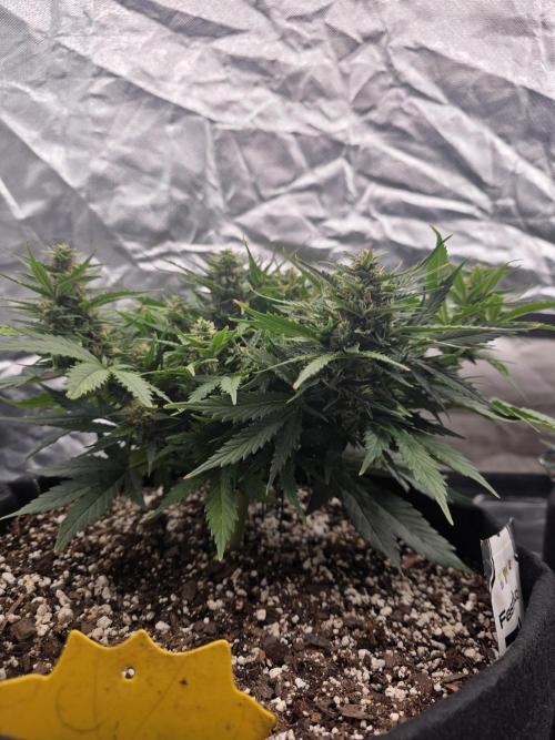 First tent grow ⛺️. Week 8 - pound cake, small but getting nice buds. 