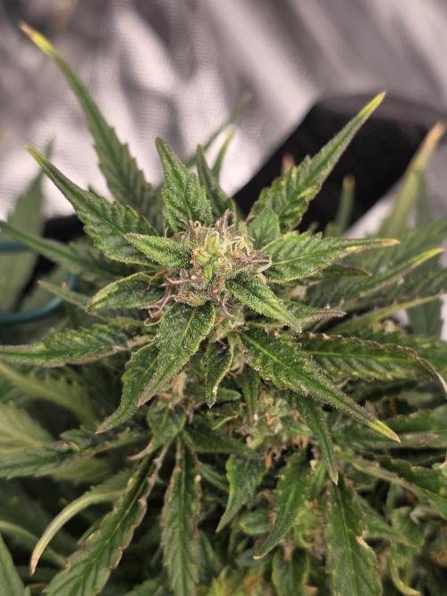 First tent grow ⛺️. Week 8 - pound cake bud