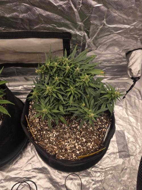 First tent grow ⛺️. Week 8 - strawberry 