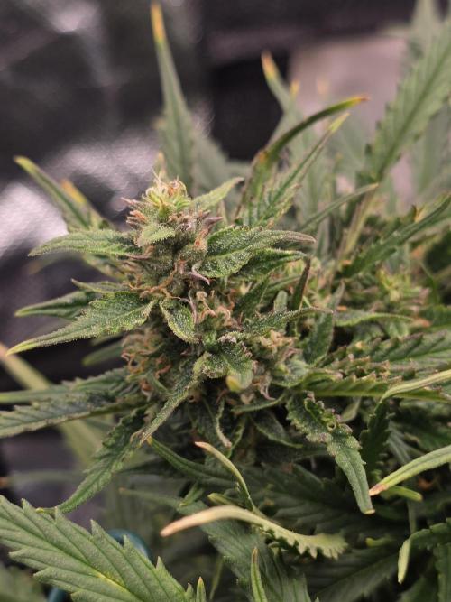 First tent grow ⛺️. Week 8 - another pound cake bud! 