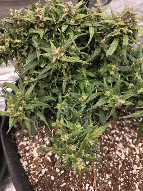 First tent grow ⛺️. Week 9 - strawberry. I had to do some pretty heavy duty defoliation to reveal these buds underneath! 