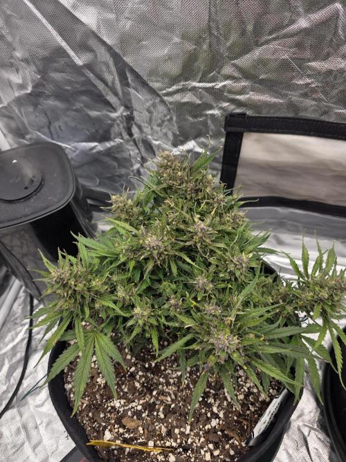First tent grow ⛺️. Week 9 - pound cake. had to do some defoliation! 