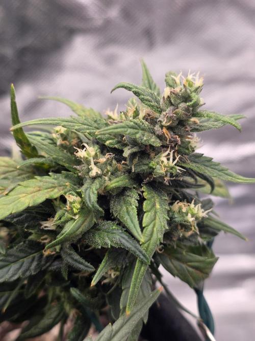 First tent grow ⛺️. Week 9 - strawberry bud! 