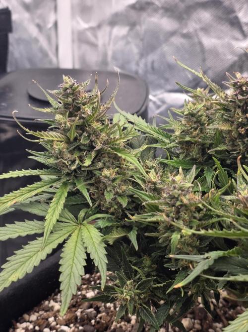 First tent grow ⛺️. Week 9 - pound cake 