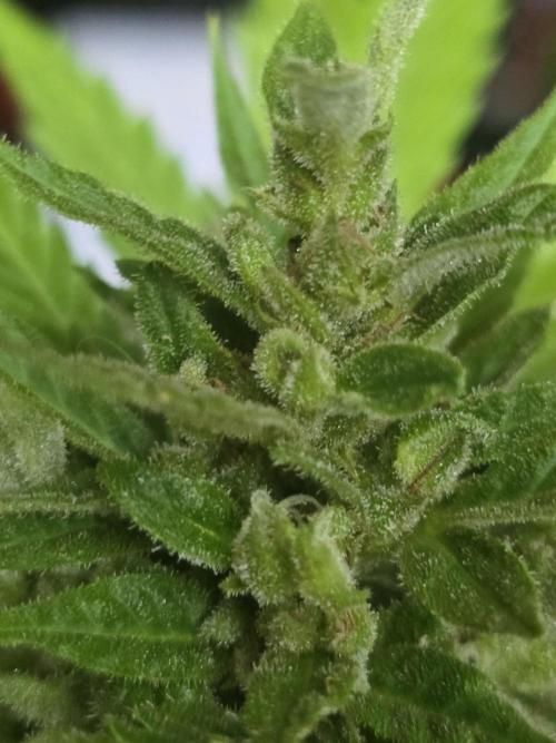 1st ever grow!. Week 15 - gorilla cookies