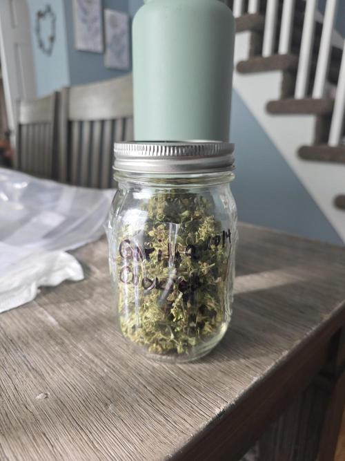1st ever grow!. Week 1