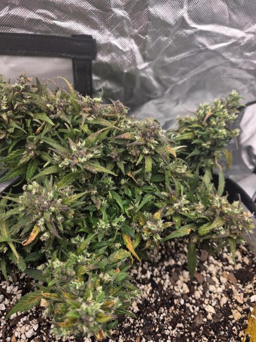 First tent grow ⛺️. Week 10
