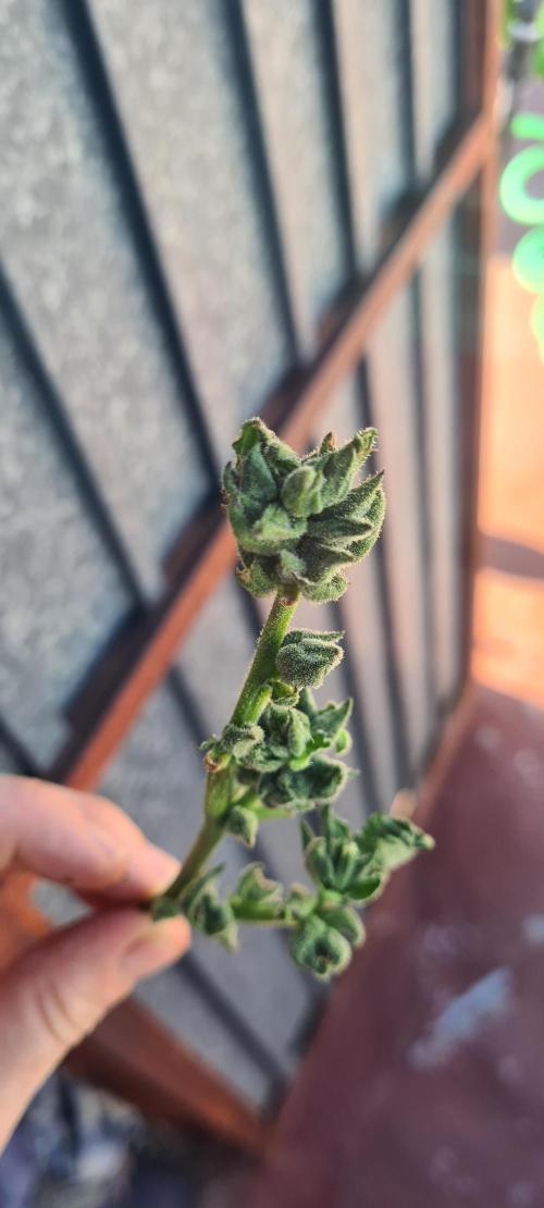 Revegetacion. Week 5