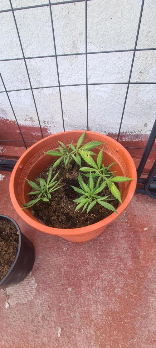 Revegetacion. Week 7 - I made new cuttings of the gery peiton