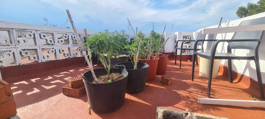 Revegetacion. Week 7