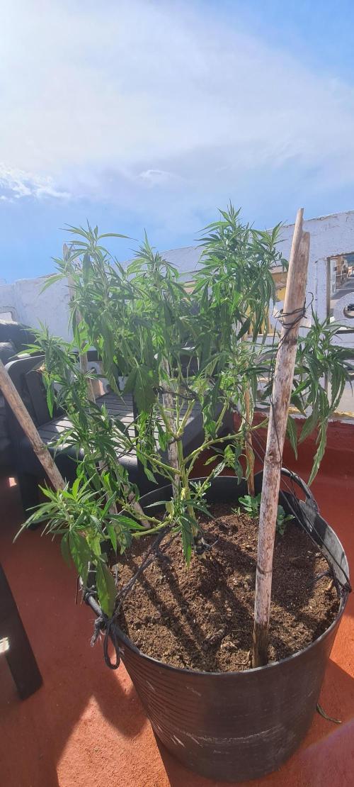 Revegetacion. Week 7