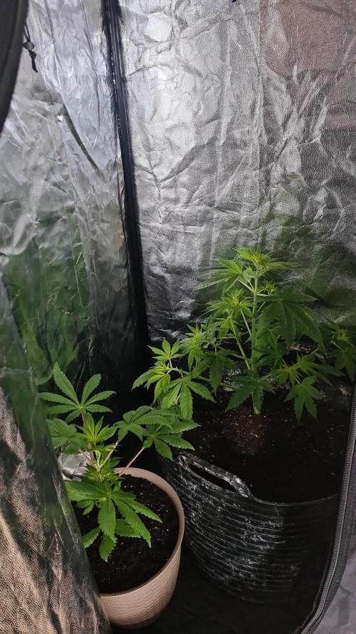 Critical Widow. Week 4