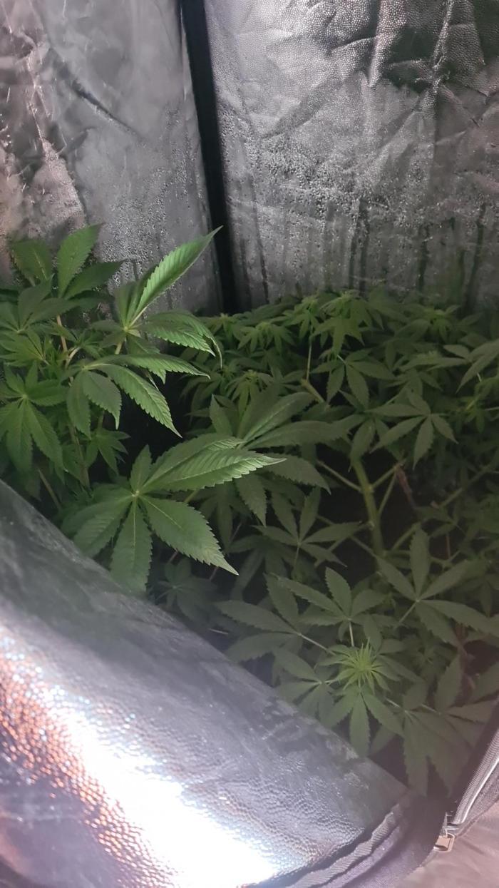 without ventilation. Week 5