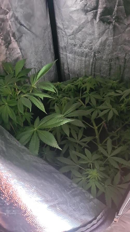 Critical Widow. Week 5