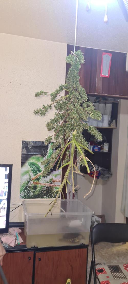 Critical Widow. Week 10