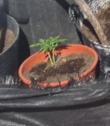 sherbalato. Week 1