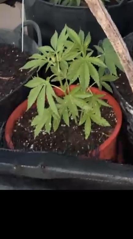 sherbalato. Week 2