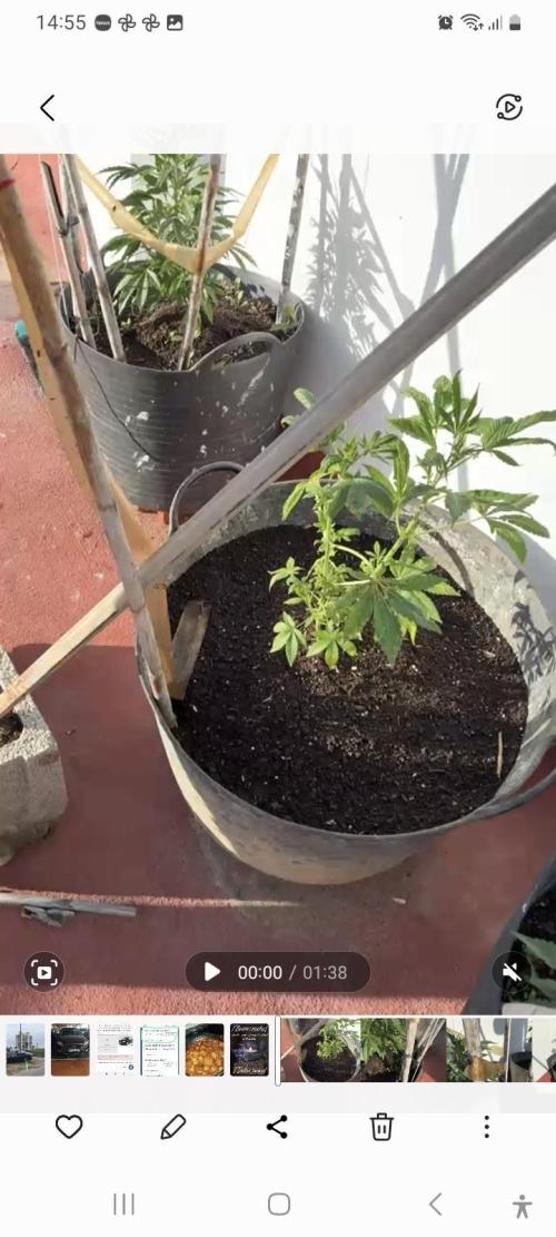 sherbalato. Week 3