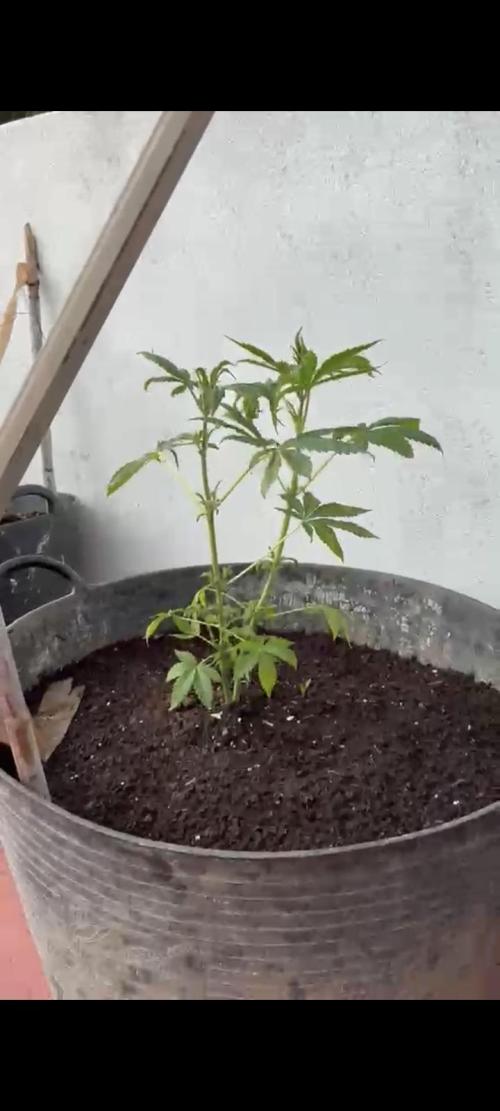 sherbalato. Week 3