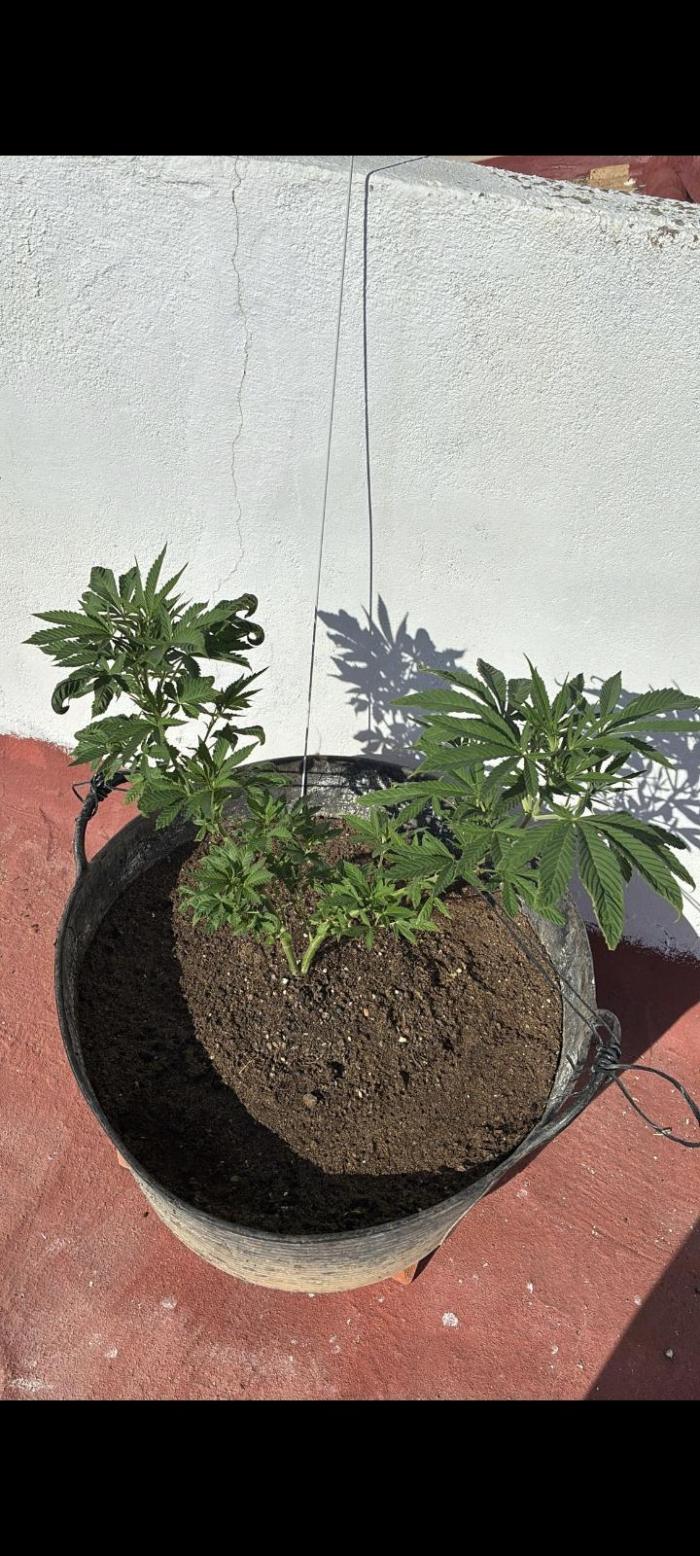 sherbalato. Week 4