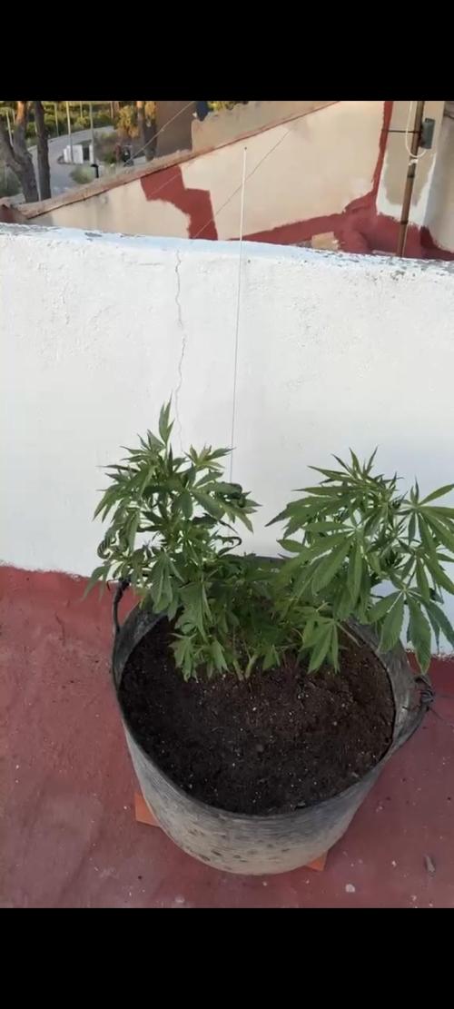 sherbalato. Week 5