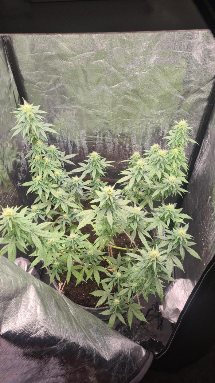 without ventilation. Week 8